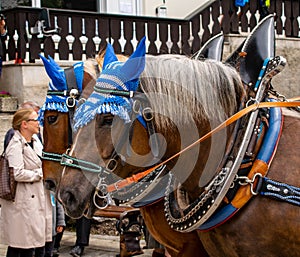 Decorated horse team at a parade in Garmisch-Partenkirchen, Garmisch-Partenkirchen, Germany - May 20.