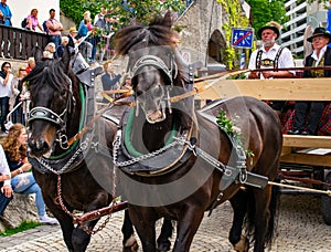 Decorated horse team at a parade in Garmisch-Partenkirchen, Garmisch-Partenkirchen, Germany - May 20.