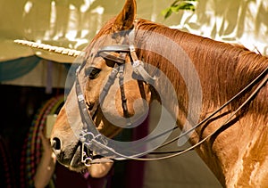 Decorated horse/unicorn at faerie festival