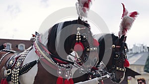 Decorated horses ready to take tourist in a carriage