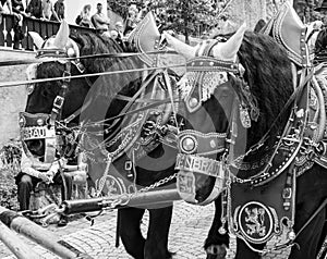 Decorated LÃÂ¶wenbrÃÂ¤u horse-drawn carriage at a parade in Garmisch-Partenkirchen, Garmisch-Partenkirchen, Germany - May 20.