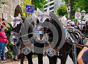 Decorated LÃÂ¶wenbrÃÂ¤u horse-drawn carriage at a parade in Garmisch-Partenkirchen, Garmisch-Partenkirchen, Germany - May 20.