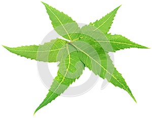 Decorated Neem Leaves