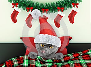 Decorated for new year living room with cute little cat wearing santa costume