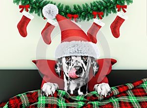 Decorated for new year living room with dalmatian dog wearing santa costume