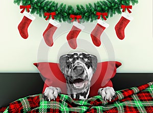 Decorated for new year living room with funny dalmatian dog wearing santa costume