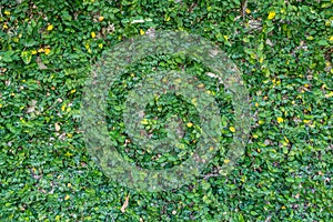 decorated old wall with green fresh leaves Carmona retusa background