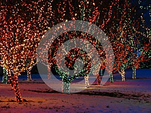 Decorated Outdoor Christmas Trees