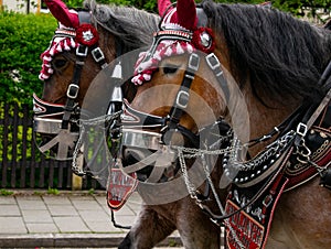 Decorated Paulaner horse team at a parade in Garmisch-Partenkirchen, Garmisch-Partenkirchen, Germany - May 20.