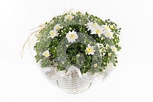 A decorated plant pot with white chrysanthemums