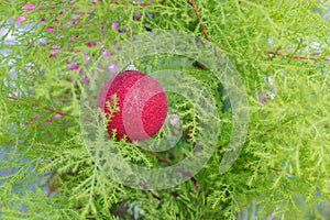 Decorated real christmas tree with decoration ball