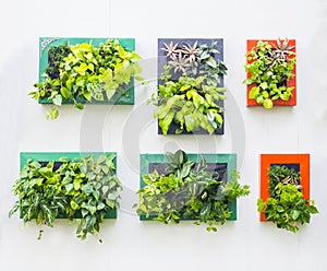 Decorated wall in vertical garden