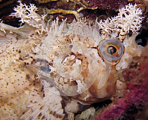 Decorated warbonnet fish hiding