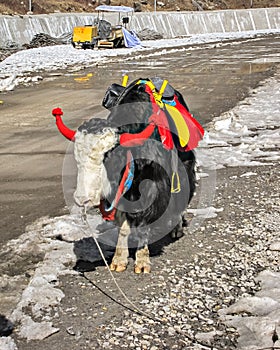 Decorated Yak for tourist photography near frozen Tsongmo lake in Sikkim, India