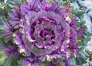 Decoratif cabage with waterdrops outdoors; top view