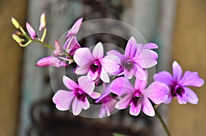 Beautiful pink mini orchid flowers photo