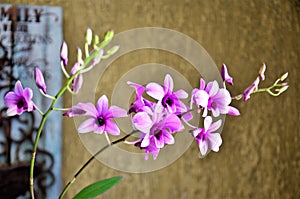 The pink flowers of the micro orchid photo