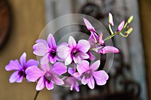 Pink mini orchid flowers and buds photo