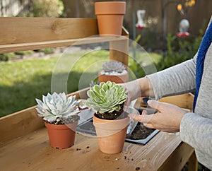 Decorating Succulent Pots