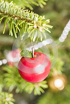 Decoration apple hanging in christmas tree