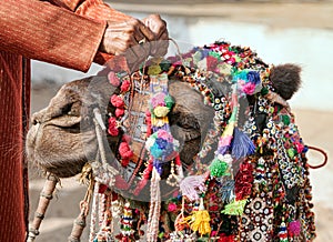 Decoration camel at the Pushkar Fair