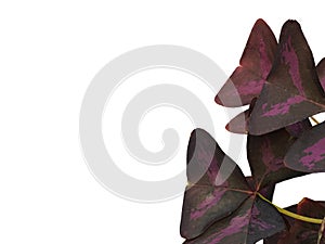 Decoration corner with Oxalis triangularis purple flower and butterfly shape leaves. Beautiful plant in nature at botanical garden