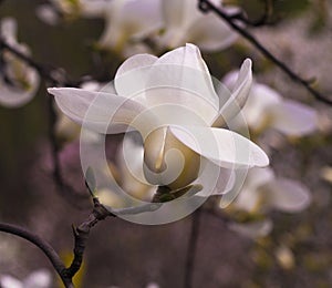 Decoration of few magnolia flowers. magnolia flower. Magnolia