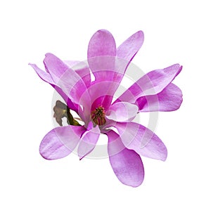 Decoration of few magnolia flowers. Magnolia. Magnolia flower. M