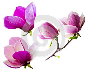 Decoration of few magnolia flowers