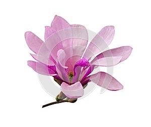 Decoration of few magnolia flowers. pink magnolia flower isolate