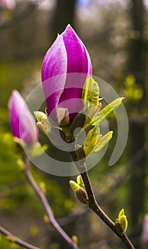 decoration of few magnolia flowers . pink magnolia flower. Magnol
