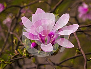 decoration of few magnolia flowers. pink magnolia flower. Magnolia. Magnolia flower, spring branch