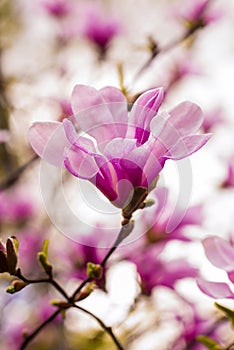 decoration of few magnolia flowers. pink magnolia flower. Magnolia. Magnolia flower, spring branch