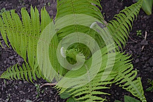 Decoration flower beds, beautiful curls. Fern. Polypodiophyta. Fern Leaf - Frond