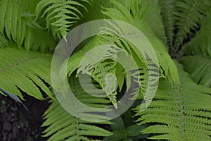 Decoration flower beds, beautiful curls. Fern. Polypodiophyta. Fern Leaf - Frond