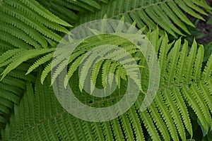 Decoration flower beds, beautiful curls. Fern. Polypodiophyta. Fern Leaf - Frond