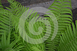 Decoration flower beds, beautiful curls. Fern. Polypodiophyta. Fern Leaf - Frond