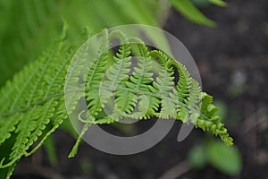 Decoration flower beds, beautiful curls. Fern. Polypodiophyta. Fern Leaf - Frond