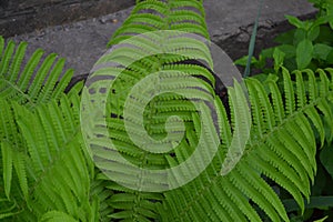 Decoration flower beds, beautiful curls. Fern. Polypodiophyta. Fern Leaf - Frond