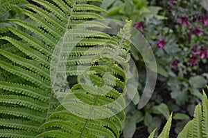 Decoration flower beds, beautiful curls. Fern. Polypodiophyta. Fern Leaf - Frond