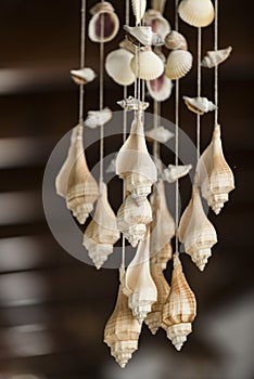 Decoration for interior, decoration made out of sea conches, natural beauty. Decoration craft with seashells hanging