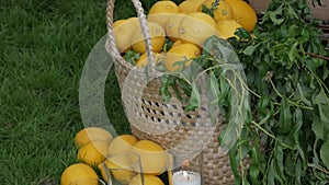 Decoration. Lemons completely filled the basket.