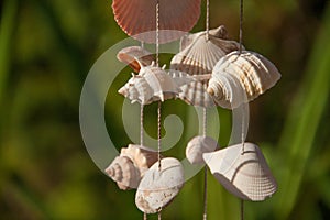 Decoration made of sea shells on the thread