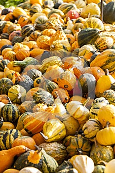 Decoration mini pumpkin cucurbita pumpkin pumpkins from autumn h