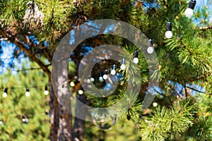 Decoration for an outdoor party. A garland of light bulbs hanging between the trees