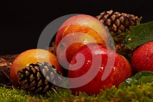 Decoration with red apples, pine cones, an old branch an moss