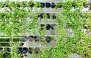 Decoration of Street with Green Tree Plant in Pot Hanging on She