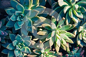 Decoration succulent plant in ornamental garden