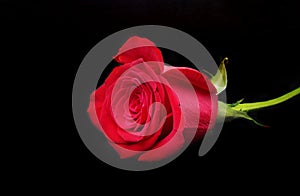 Decoration for Valentines day with Luxury red rose on black background.