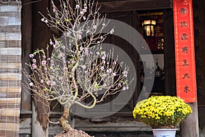 Decoration for Vietnamese lunar new year Tet, with peach blossom, yellow daisy and red parallel sentences on yard of old rural hou